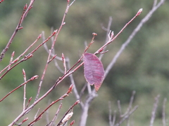 Amelanchier asiatica