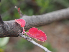Amelanchier asiatica