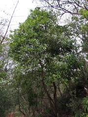 Daphniphyllum teijsmannii