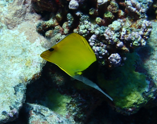 Longnose butterflyfish