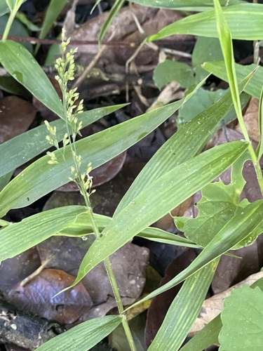 Cyrtococcum oxyphyllum observed 2023-07-19