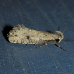 Acrolophus mortipennella