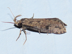 Acrolophus mortipennella