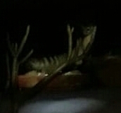 Bassariscus
