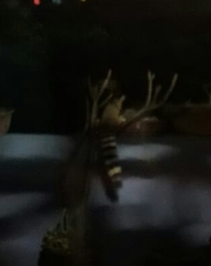 Bassariscus