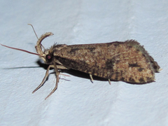 Acrolophus mortipennella