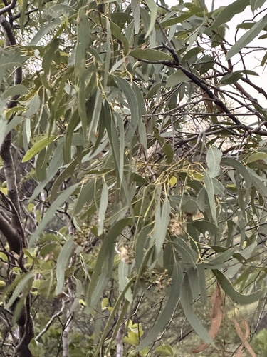 Queensland grey ironbark (Eucalyptus drepanophylla)