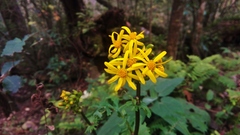 Packera coahuilensis