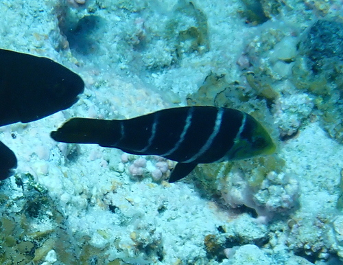 Barred thicklip