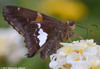 Eastern Silver-spotted Skipper - Photo (c) Roberto R. Calderón, some rights reserved (CC BY-NC), uploaded by Roberto R. Calderón