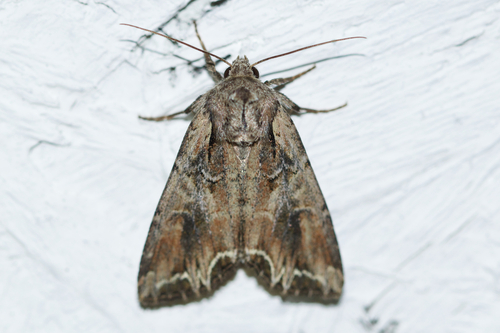 Atlantic Arches Moth