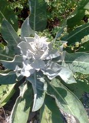 Verbascum gnaphalodes