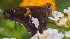 Epargyreus clarus clarus