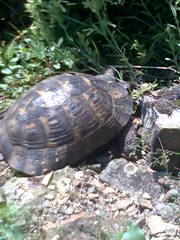 Testudo graeca ibera