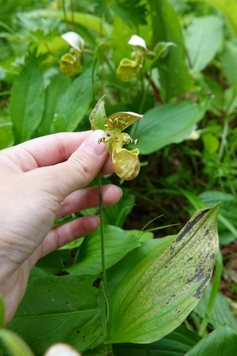 Image of Cypripedium yatabeanum by (c) Валерия Ковалева, some rights reserved (CC BY)
