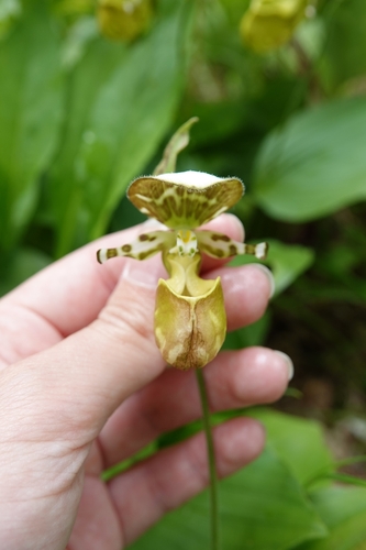 Image of Cypripedium yatabeanum by (c) Валерия Ковалева, some rights reserved (CC BY)