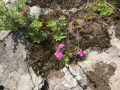 Craterostigma wilmsii