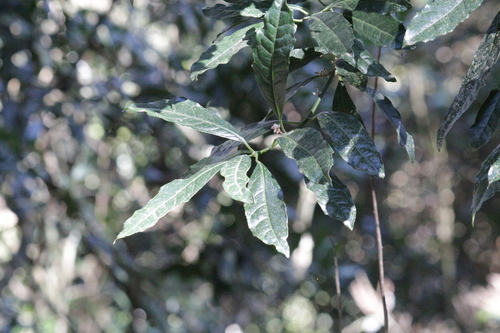 Image of Xymalos monospora by (c) Mahomed Desai, some rights reserved (CC BY)
