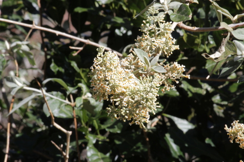 Red Climbing Sagewood (Buddleja pulchella)