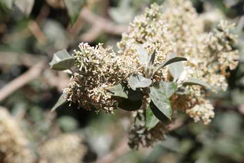 Image of Buddleja pulchella by (c) Mahomed Desai, some rights reserved (CC BY)