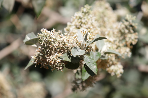 Image of Buddleja pulchella by (c) Mahomed Desai, some rights reserved (CC BY)