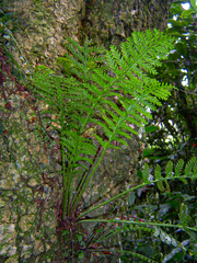 Asplenium rutifolium image