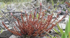 Epilobium melanocaulon