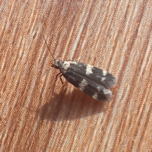 Four-spotted Obscure