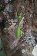 Stagmomantis parvidentata