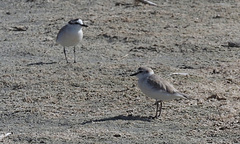 Charadrius marginatus arenaceus