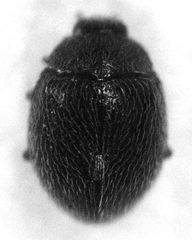 Stethorus bifidus