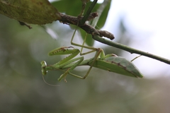 Stagmomantis parvidentata