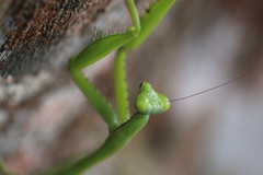 Stagmomantis parvidentata