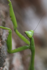 Stagmomantis parvidentata