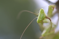 Stagmomantis parvidentata