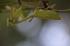 Stagmomantis parvidentata