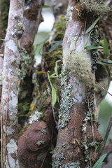 Stagmomantis parvidentata