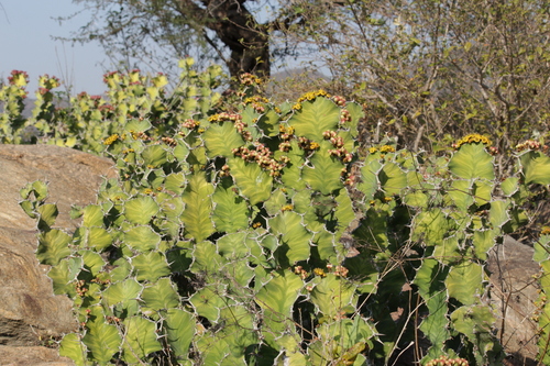 Image of Euphorbia grandicornis by (c) Mahomed Desai, some rights reserved (CC BY)