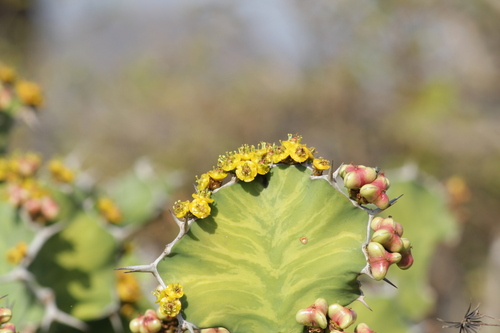 Image of Euphorbia grandicornis by (c) Mahomed Desai, some rights reserved (CC BY)