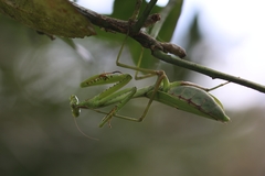 Stagmomantis parvidentata