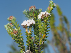 Euchaetis meridionalis