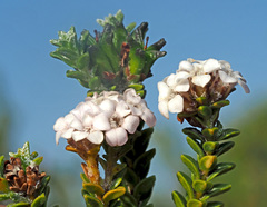 Euchaetis meridionalis
