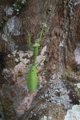 Stagmomantis parvidentata