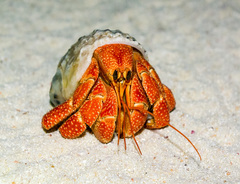Coenobita perlatus