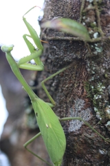 Stagmomantis parvidentata