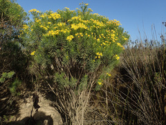 Euryops linearis