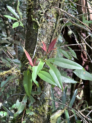 Medinilla balls-headleyi observed 2023-07-14