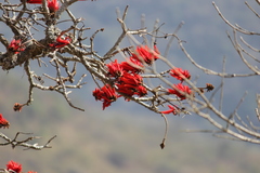 Erythrina lysistemon