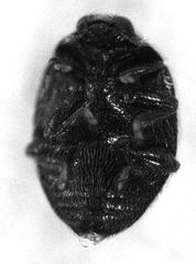 Stethorus bifidus