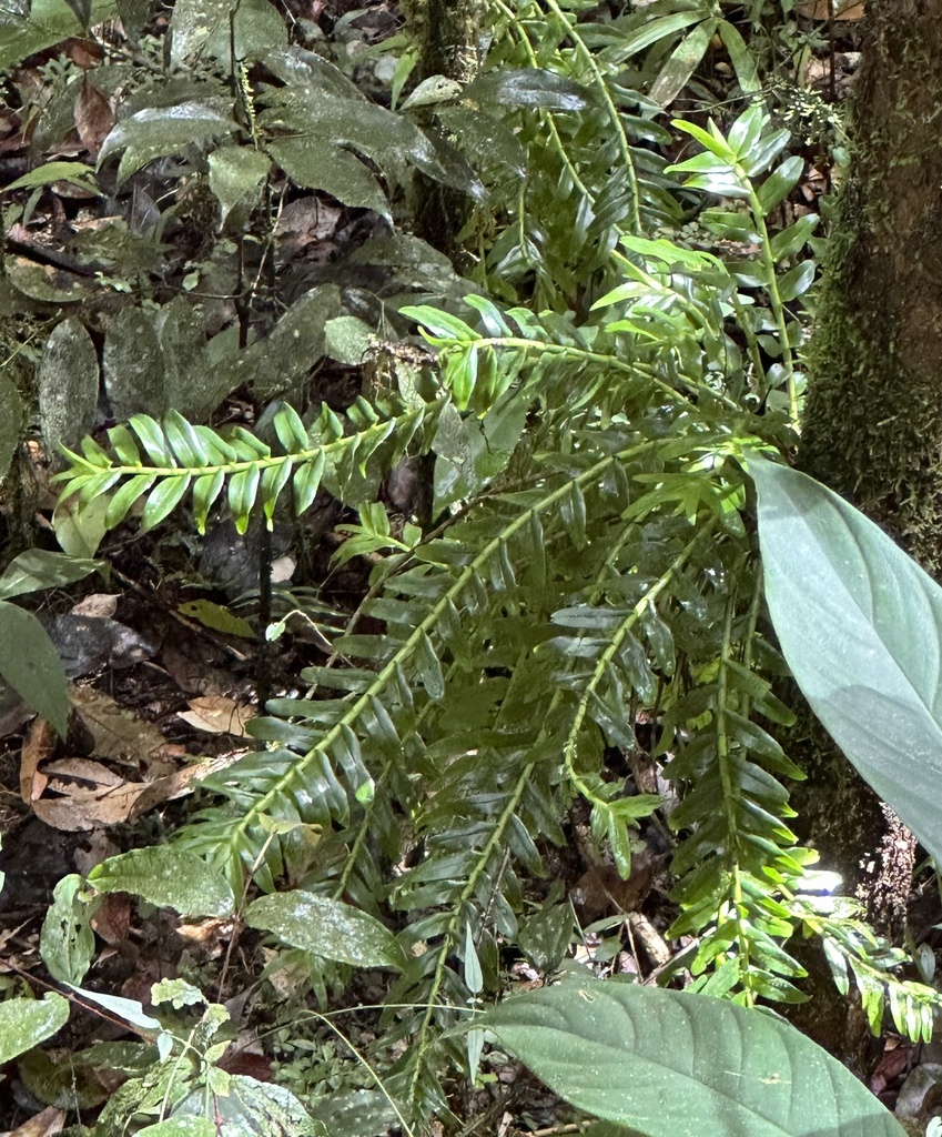 Podochilus australiensis